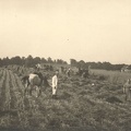 Zagórze żniwa 1938 r. z prawej kolonia Metz 2 (Mec)